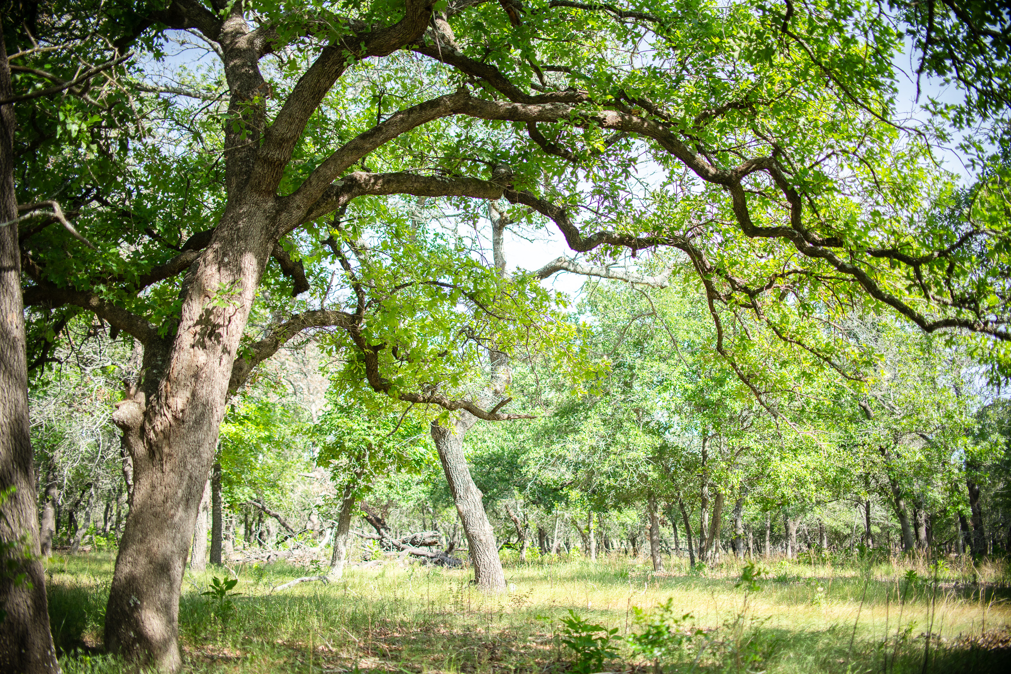 —SOLD—30 Acres in Stockdale, TX – $499,000