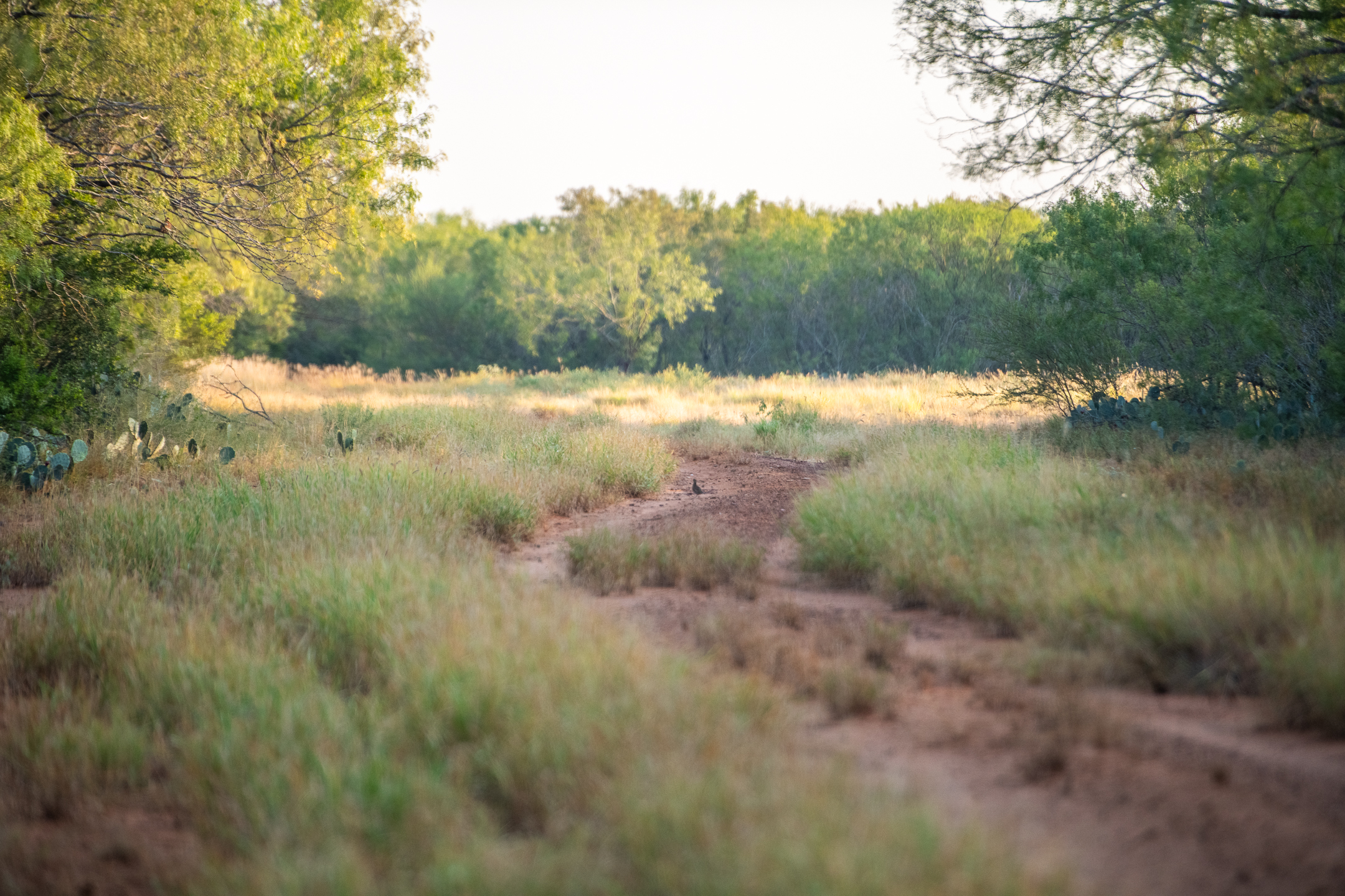 26.33 ac in Jourdanton, TX – $289,630